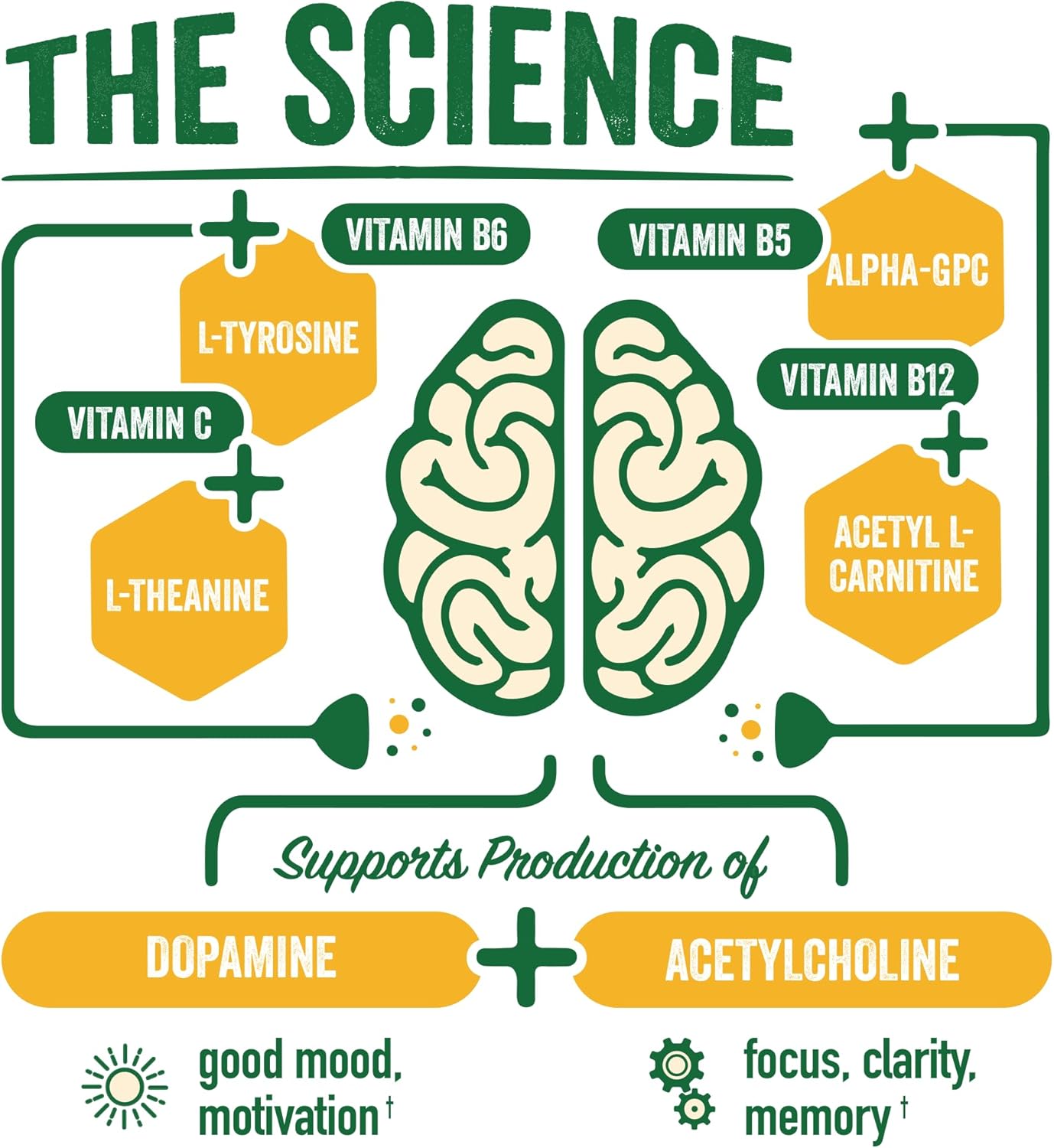 BrainJuice Focus & Energy Drink Shots, Nootropics with Alpha GPC, B Vitamins & Organic Green Tea Caffeine, Supports Focus, Memory & Clarity, Non-GMO, Gluten Free, Peach Mango, 2.5 fl oz, 12 Pack