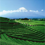 Palais des Thés - Long Jing - Chinese Green Tea - 3.5oz Loose Leaf Metal Gift Tin, Serves 20-25 Cups