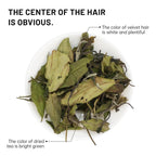 iTeaworld Gongmei White Tea Spring Harvest - Premium Chinese Tea from Fuding Fujian, Low Caffeine Multiple Steeping, Smooth Mellow Taste - Perfect for Daily Drinking & Relaxation - Ideal for Tea Enthusiasts 1 Pack(1.76oz)