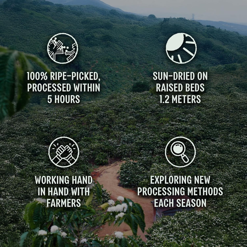 BAZAN COFFEE Fine Robusta Vietnam, Notes of Durian, Honey & Caramel, Organic Whole Bean, Medium Roast, Naturally Fermented 72H Anaerobic, 12oz
