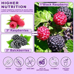 Freeze Dried Black Raspberry Powder - 180g Super Fruit Powder, 100% Black Raspberry Extract, No Additive, No Artifical Sugar Non-GMO Natural Food Coloring for Baking, Smoothies, Yogurt