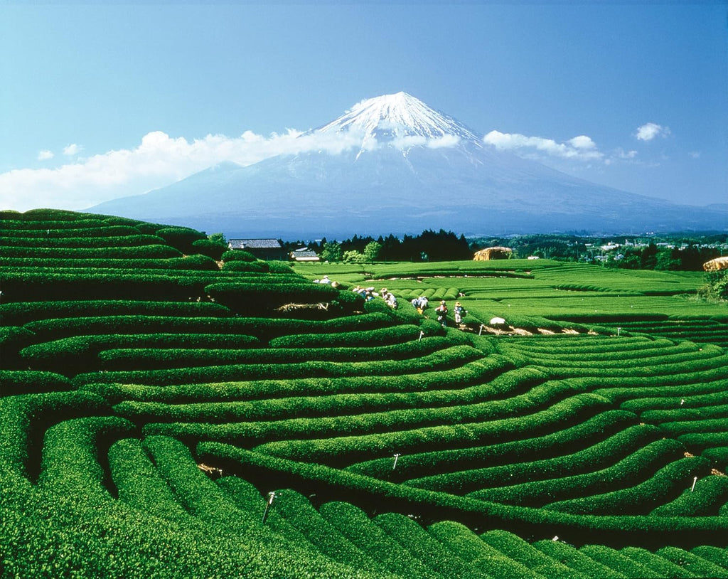 Palais des Thés - Alizes Winds Tea - Green Tea, Peach & Orange Blossom - 3.5oz Loose Leaf Metal Gift Tin, Serves 20-25 Cups