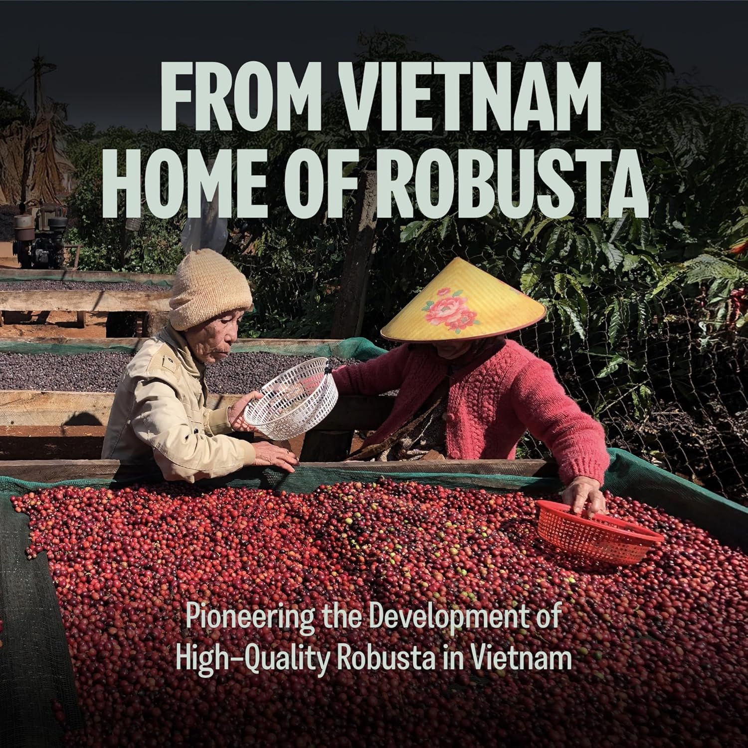 BAZAN COFFEE Fine Robusta Vietnam, Notes of Durian, Honey & Caramel, Organic Whole Bean, Medium Roast, Naturally Fermented 72H Anaerobic, 12oz