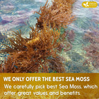 FRESHDRINKUS, Premium - Natural Sea Moss, Make 42oz of Gel, Goldne Raw Sea Moss Dried, 100% Natural & Pure, Wildcrafted, Sundried, Caffeine Free, Sugar Free, Gluten Free, Vegan, Mineral Rich
