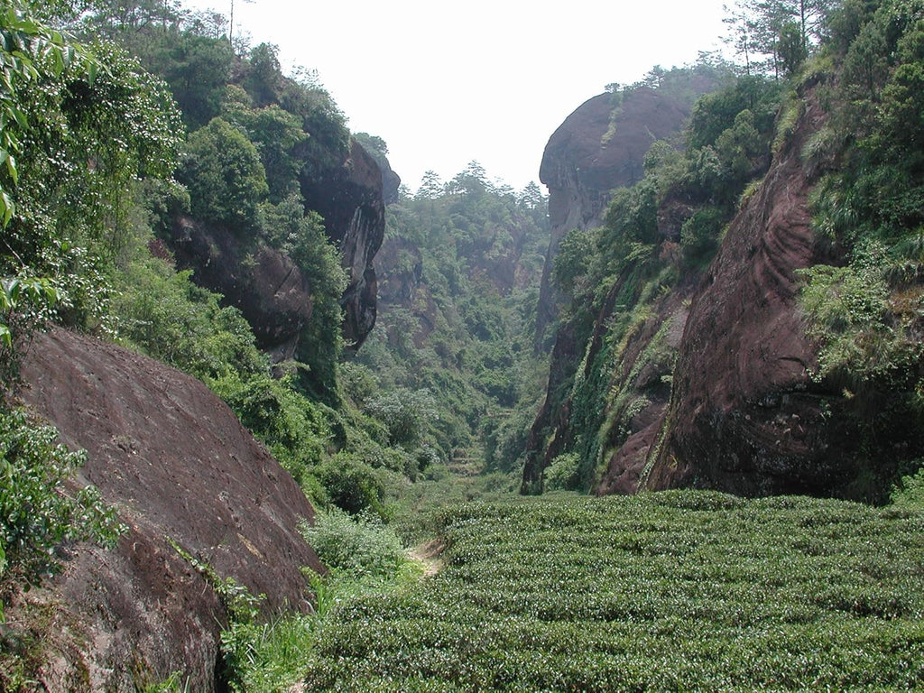 Organic Wuyi Oolong Tea Water Sprite Tea, Dark oxidized Oolong tea with smoky and deep introductory notes – 4 Oz Bag