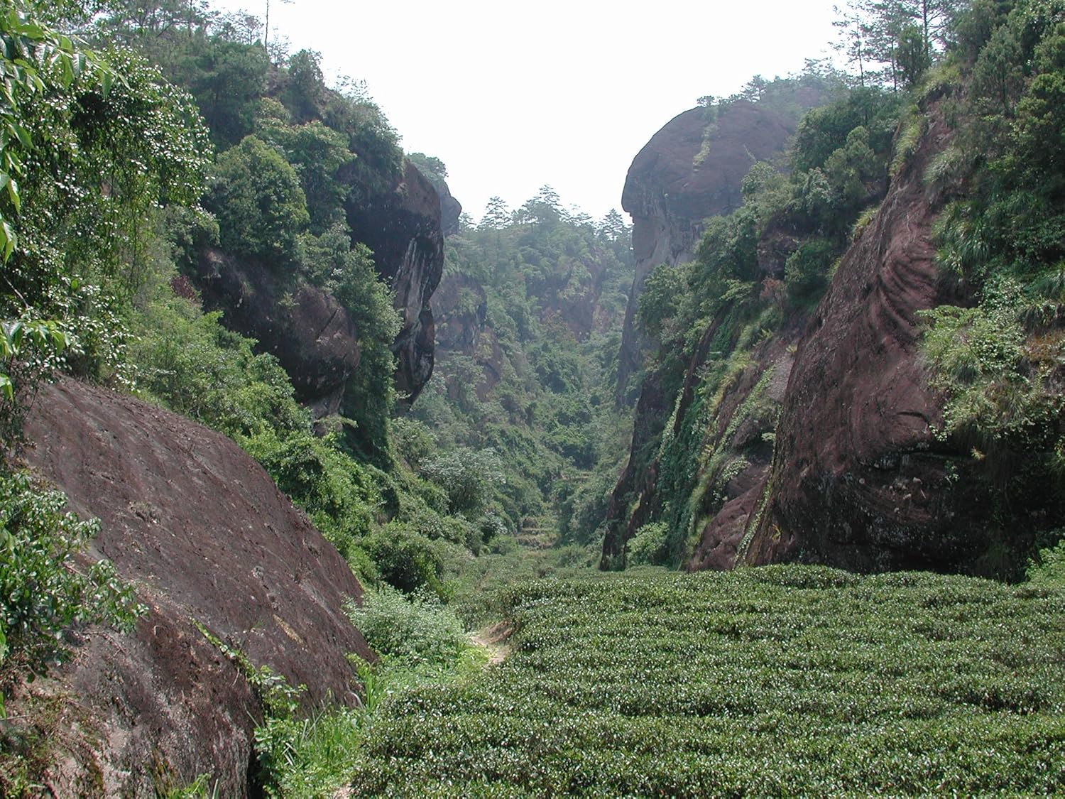 Organic Wuyi Oolong Tea Water Sprite Tea, Dark oxidized Oolong tea with smoky and deep introductory notes – 4 Oz Bag