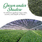 Greenhilltea Premium Gyokuro Japanese Green Tea finest green tea loose leave tea - 4 OZ Tea Bag.