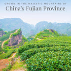 The Republic of Tea – Honey Mango 100% White Tea Bags, Steeps 50 Low-Caffeinated Cups