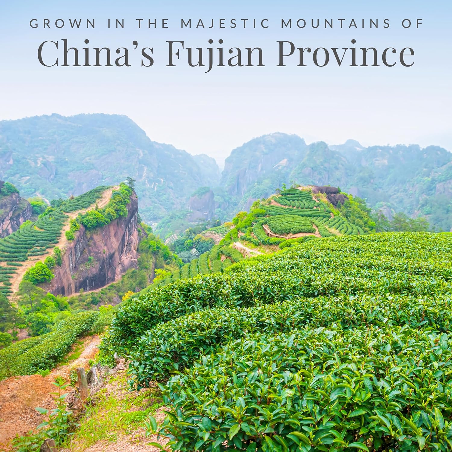 The Republic of Tea – Honey Mango 100% White Tea Bags, Steeps 50 Low-Caffeinated Cups