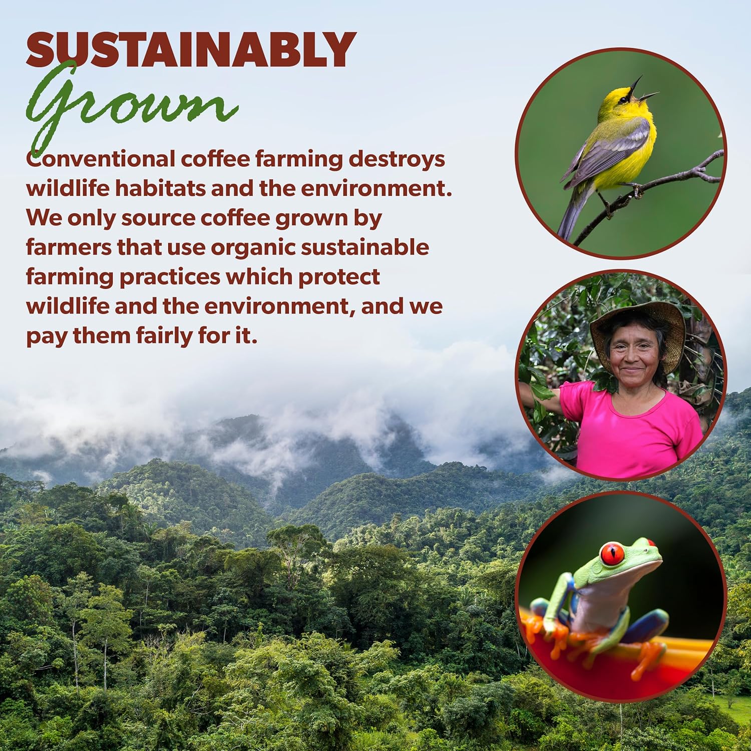 Low Acid Organic Coffee – Whole Bean, Mold-Free & Stomach Friendly by Java Planet, Sumatran Single Origin Decaf Coffee, Dark Roast, Smooth Full Flavored, 5LB Bag